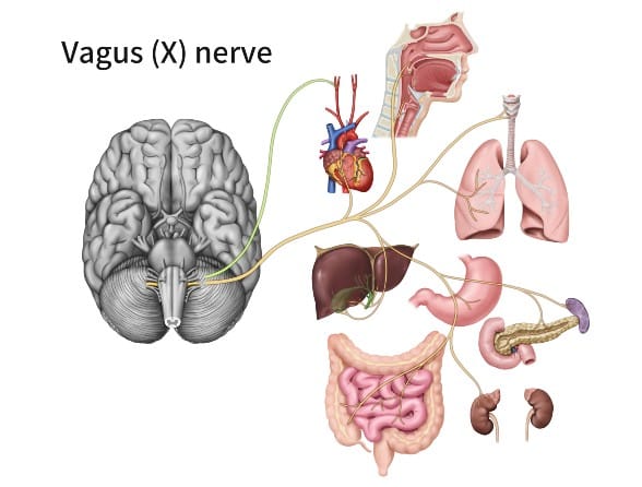 Diagram showing the vagus (X) nerve extending from the brain to various organs, including the heart and digestive system—areas that can be affected by Eagle Syndrome or Jugular Vein Compression, as explained by Dr. Kamran Aghayev.
